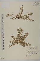 石胡荽、吐金草藏品圖，第1張