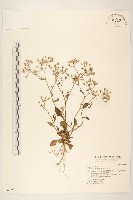 一枝香藏品圖，第1張