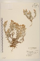 鼠麴舅藏品圖，第1張