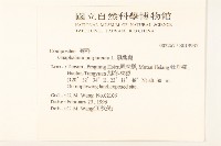 鼠麴舅藏品圖，第2張