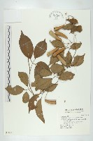 穿山龍藏品圖，第1張