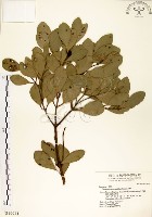 土樟藏品圖，第1張