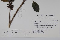 鐵冬青藏品圖，第2張