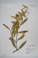 小錦蘭藏品圖，第1張