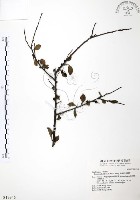 燈稱花、烏雞骨藏品圖，第1張