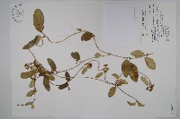 臺灣牛皮消、臺灣白薇藏品圖，第1張