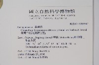 臺灣牛皮消、臺灣白薇藏品圖，第2張