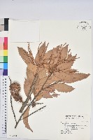 印度苦櫧藏品圖，第1張