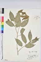 南仁鐵色藏品圖，第1張