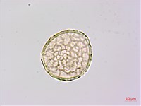 曲毛豇豆藏品圖，第2張