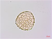 曲毛豇豆藏品圖，第3張