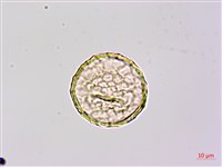 曲毛豇豆藏品圖，第4張