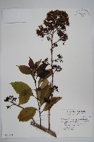 長花厚殼樹藏品圖，第1張