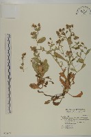 細葉假黃鵪菜藏品圖，第1張