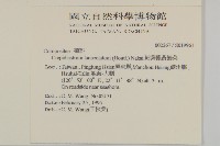 細葉假黃鵪菜藏品圖，第2張