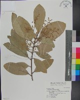 銀葉樹藏品圖，第1張