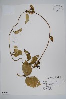 爬森藤藏品圖，第1張