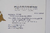 爬森藤藏品圖，第2張