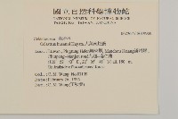 大葉南蛇藤藏品圖，第2張