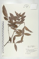 軟毛柿藏品圖，第1張