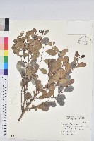 細葉饅頭果藏品圖，第1張