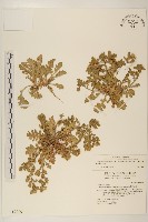 線球菊、田基黃藏品圖，第1張