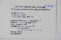 圓葉冬青藏品圖，第2張