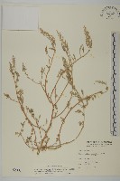 水社柳藏品圖，第1張