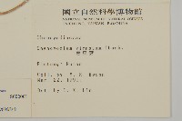 水社柳藏品圖，第2張