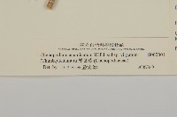 水社柳藏品圖，第3張