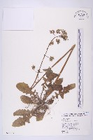 黃鵪菜藏品圖，第1張