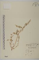 水柳藏品圖，第1張