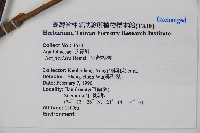 臺灣糊樗藏品圖，第2張