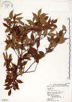 內苳子藏品圖，第1張