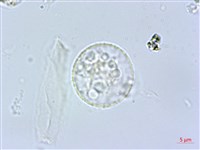 阿里山赤車使者藏品圖，第1張