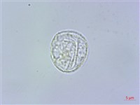 阿里山赤車使者藏品圖，第3張