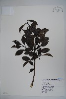 鐵冬青藏品圖，第1張