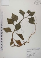 番杏藏品圖，第1張