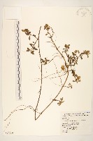 天蓬草舅藏品圖，第1張