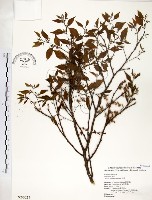 朴樹藏品圖，第1張