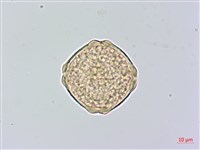 櫸、雞油藏品圖，第2張