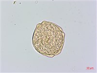 櫸、雞油藏品圖，第3張