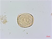 櫸、雞油藏品圖，第4張