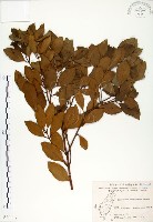 土樟藏品圖，第1張
