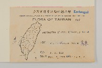 草珊瑚、紅果金粟蘭藏品圖，第2張