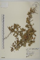 北仲, 刺裸實藏品圖，第1張