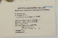 北仲, 刺裸實藏品圖，第2張