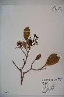 珊瑚樹藏品圖，第1張