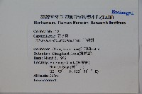 珊瑚樹藏品圖，第2張