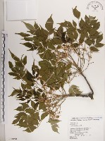 楝、苦楝藏品圖，第1張